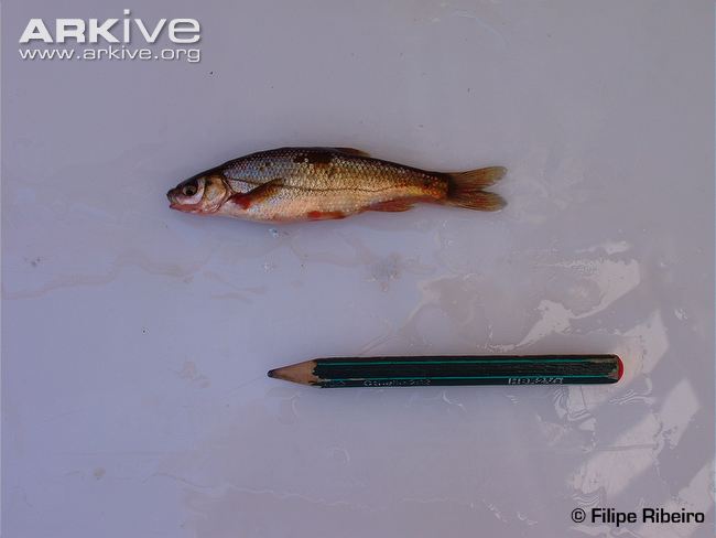 Iberochondrostoma almacai (Coelho, Mesquita & CollaresPereira, 2005)